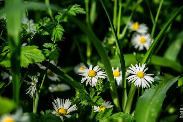 Free Camomile Macro photo and picture