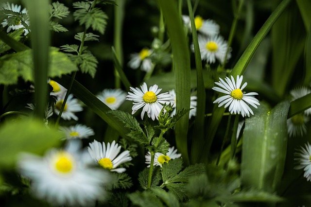Free Camomile Macro photo and picture