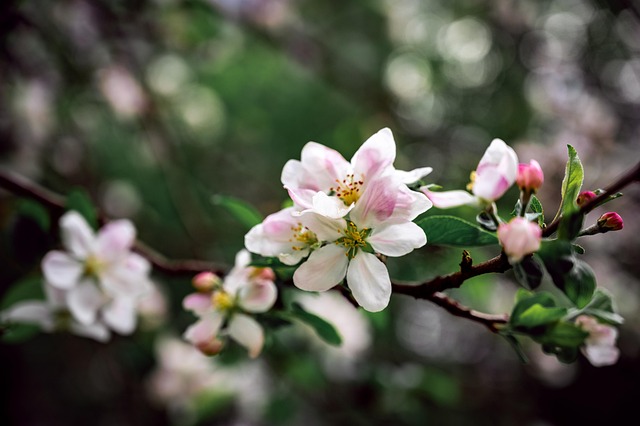 Free Cherry Blossom Cherry photo and picture