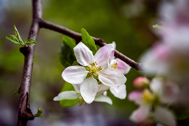 Free Cherry Blossom Cherry photo and picture