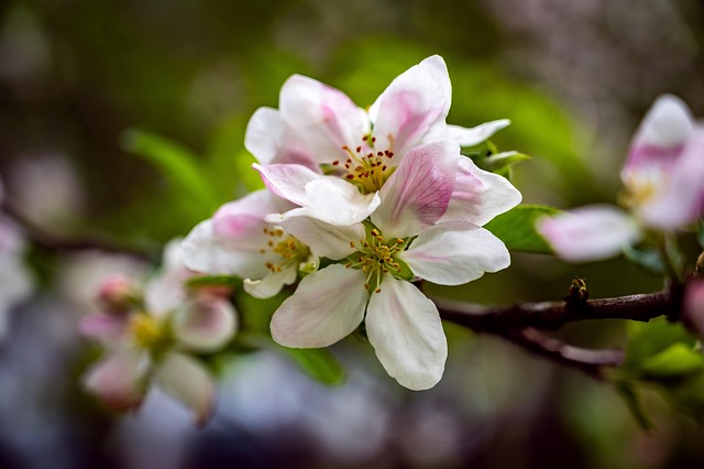 Free Cherry Blossom Cherry photo and picture