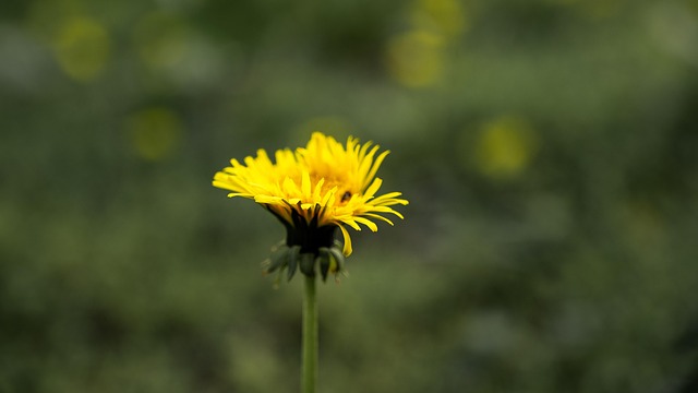 Free Dandelion Macro photo and picture
