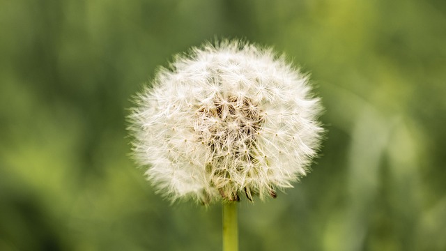 Free Dandelion Macro photo and picture