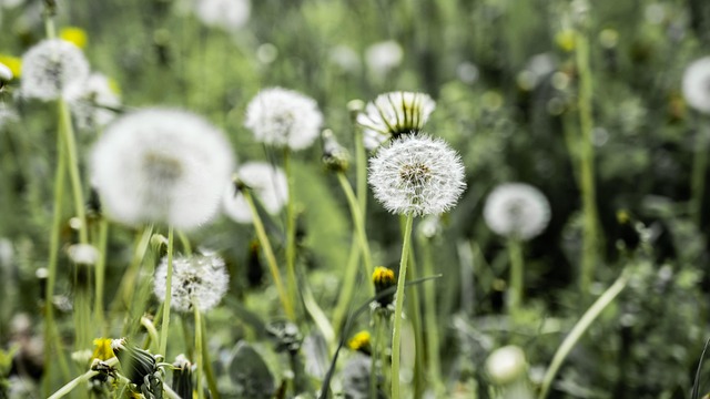 Free Dandelion Macro photo and picture