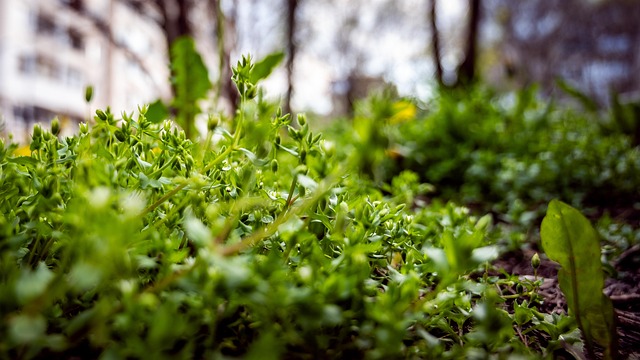 Free Spring Plant photo and picture