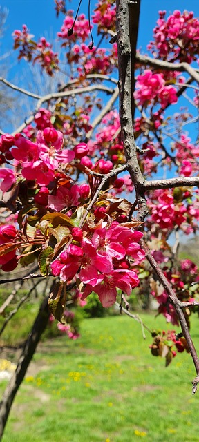 Free Flowers Tree photo and picture