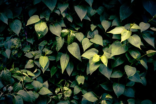 Free Leaves Dramatic photo and picture