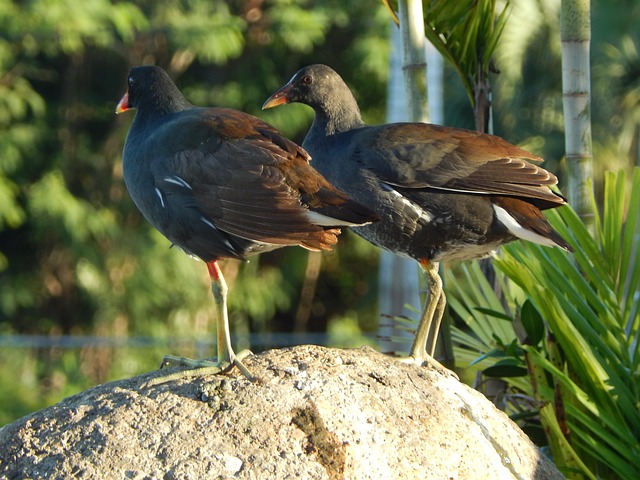 Free Swamphen Birds photo and picture