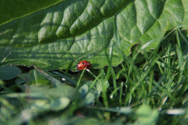 Free Ladybug Leaf photo and picture