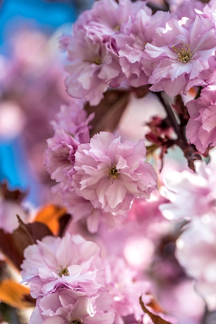 Cherry Blossom, Bloemen, De Lente