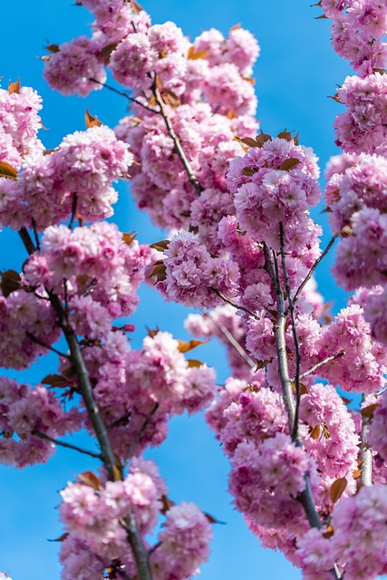 Cherry Blossom, Bloemen, De Lente