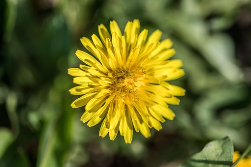 Paardebloem, Bloem, Plantaardige