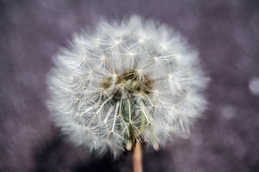 Paardebloem, Bloem, Zaad Hoofd, Pluizig