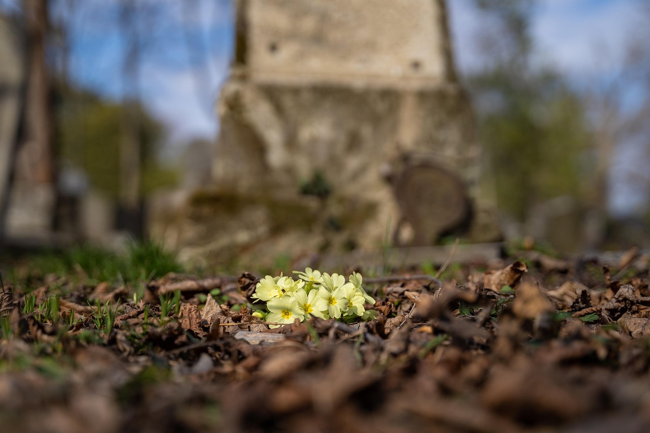 40+ Free Wild Primroses & Evening