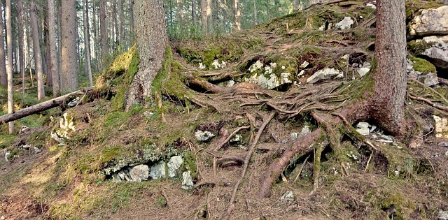 Free Trees Roots photo and picture