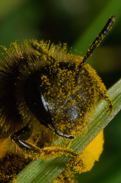 Free Bee Insect photo and picture