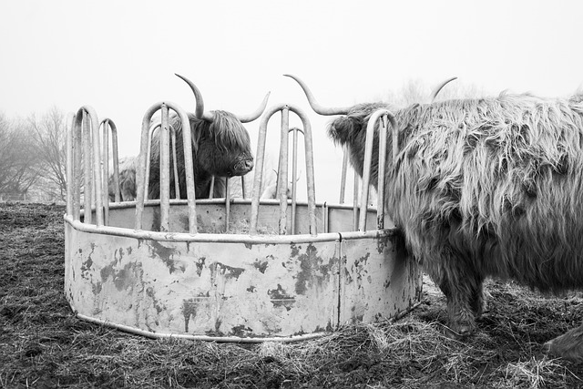 Free Highland Cow Cow photo and picture