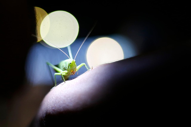 Free Saltamontes Grillo photo and picture