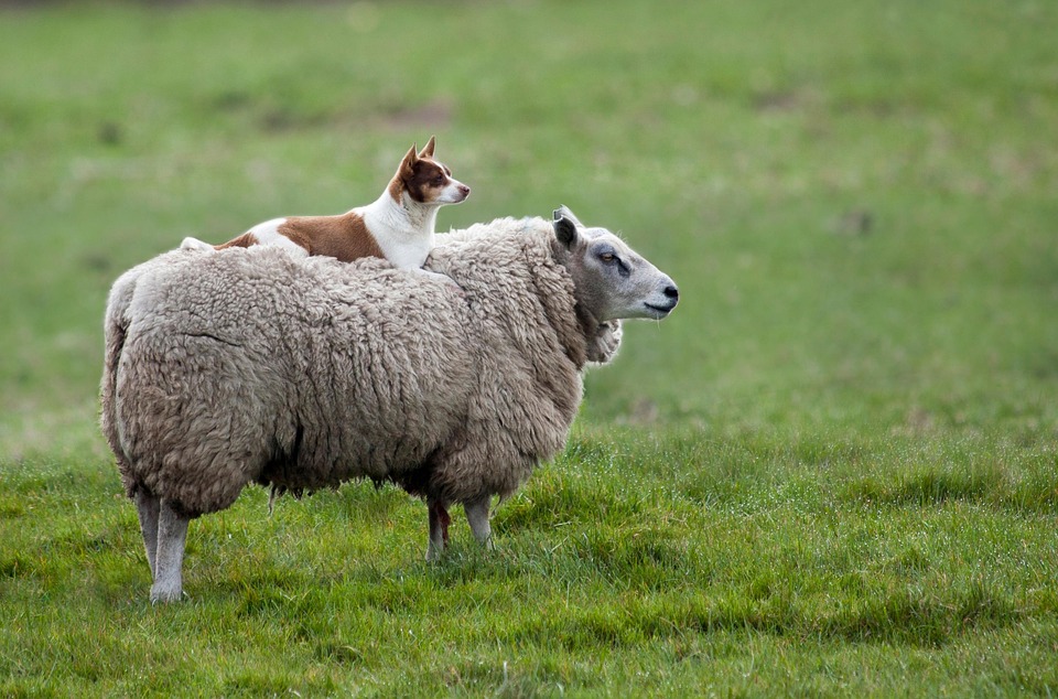 Dog Sheep Grass - Free photo on Pixabay