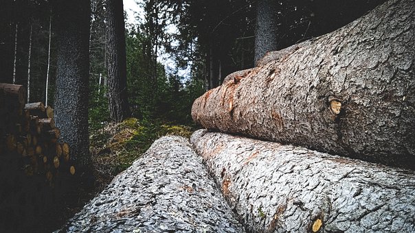 Bosque, Troncos De Árboles, Pila, Apilar