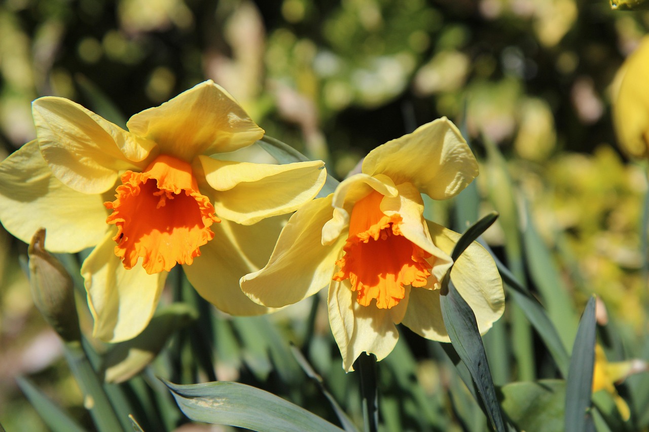 Daffodils Flowers Plants Free photo on Pixabay Pixabay