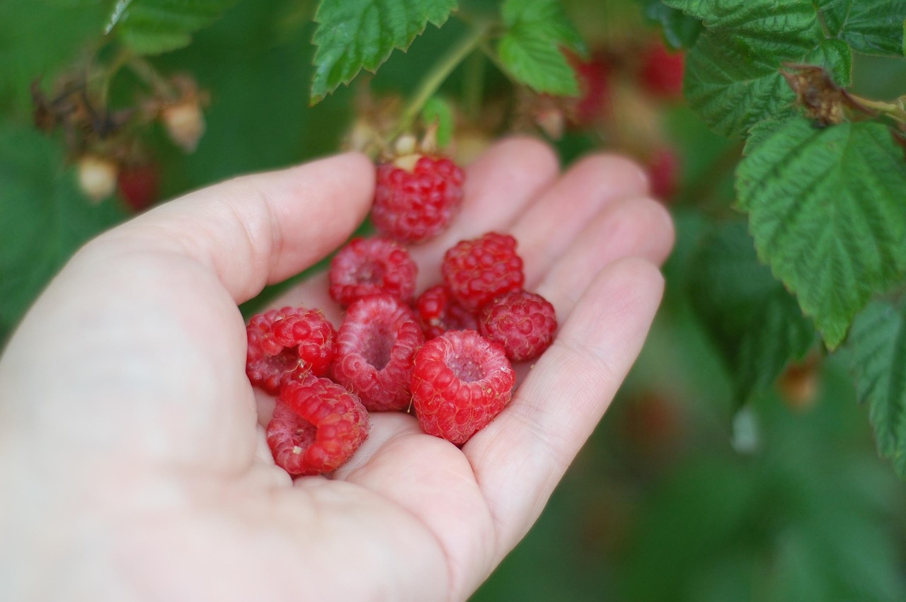 Raspberry Bush Hand - Free photo on Pixabay - Pixabay