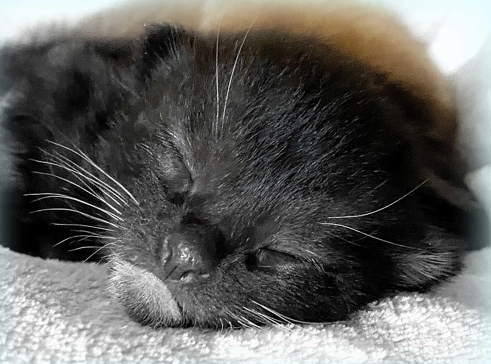 Cat Chaton Bébé - Photo gratuite sur Pixabay - Pixabay