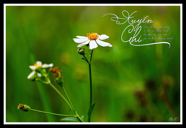 Free Flower Garden photo and picture