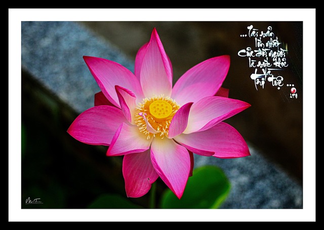 Free Lotus Flower Garden photo and picture