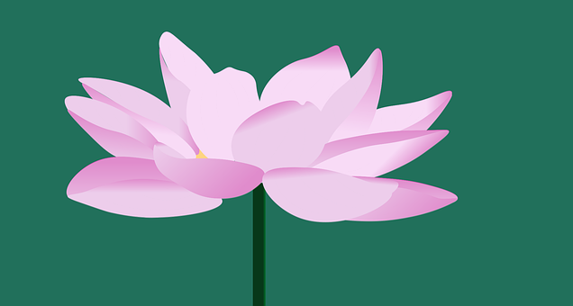 Loto, Flor, Florecer, Bloom, Flora