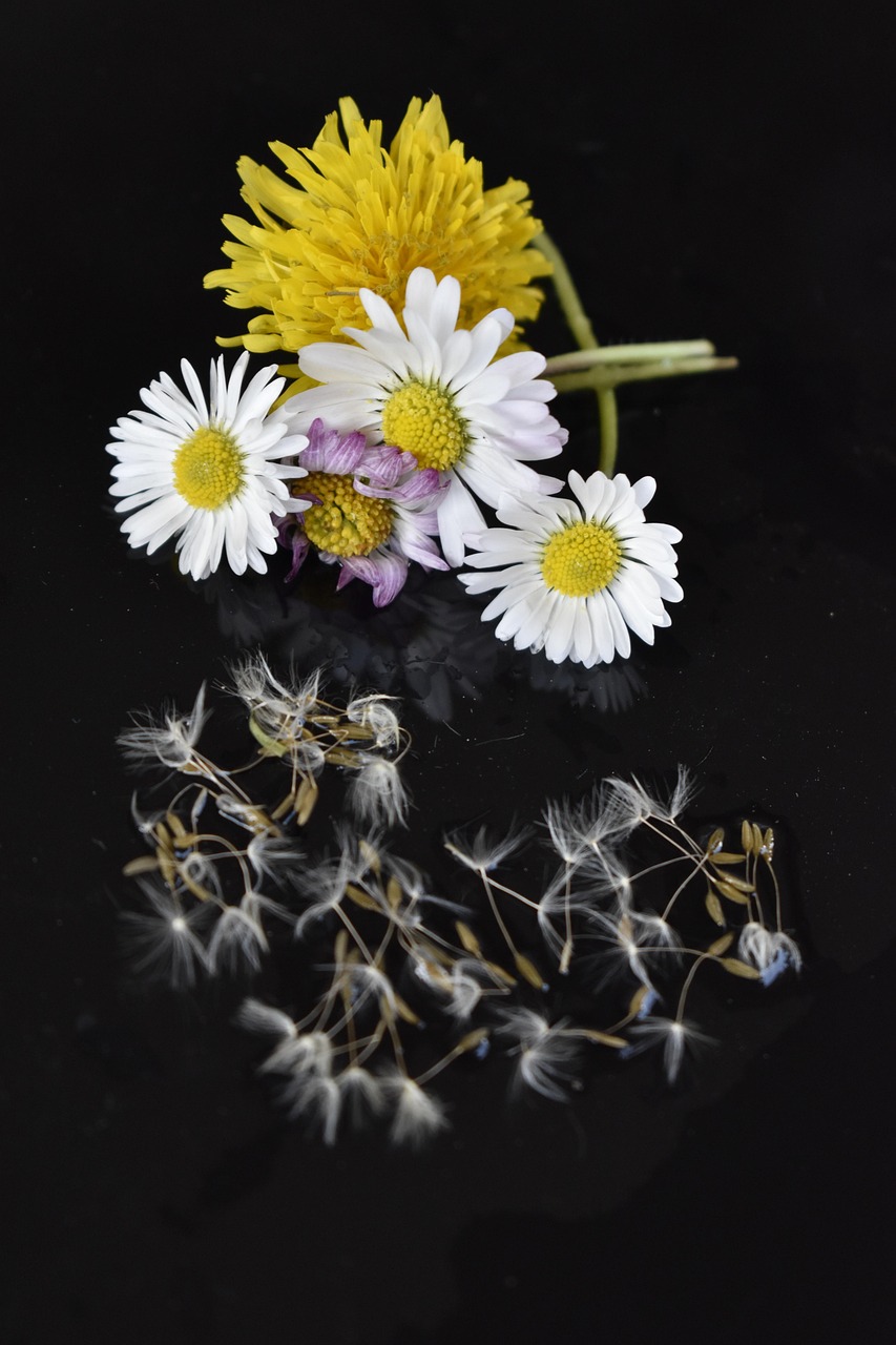 Flowers Black Colors Free photo on Pixabay Pixabay