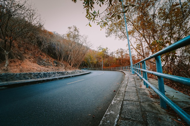 Free Road Trees photo and picture