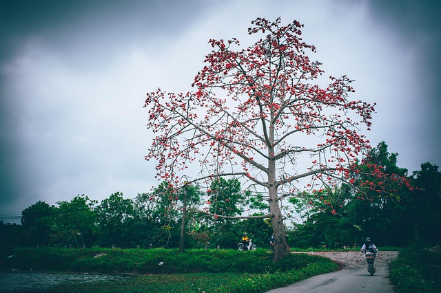 Free Flowers Red photo and picture