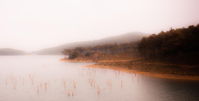 Free Lakes Pine photo and picture
