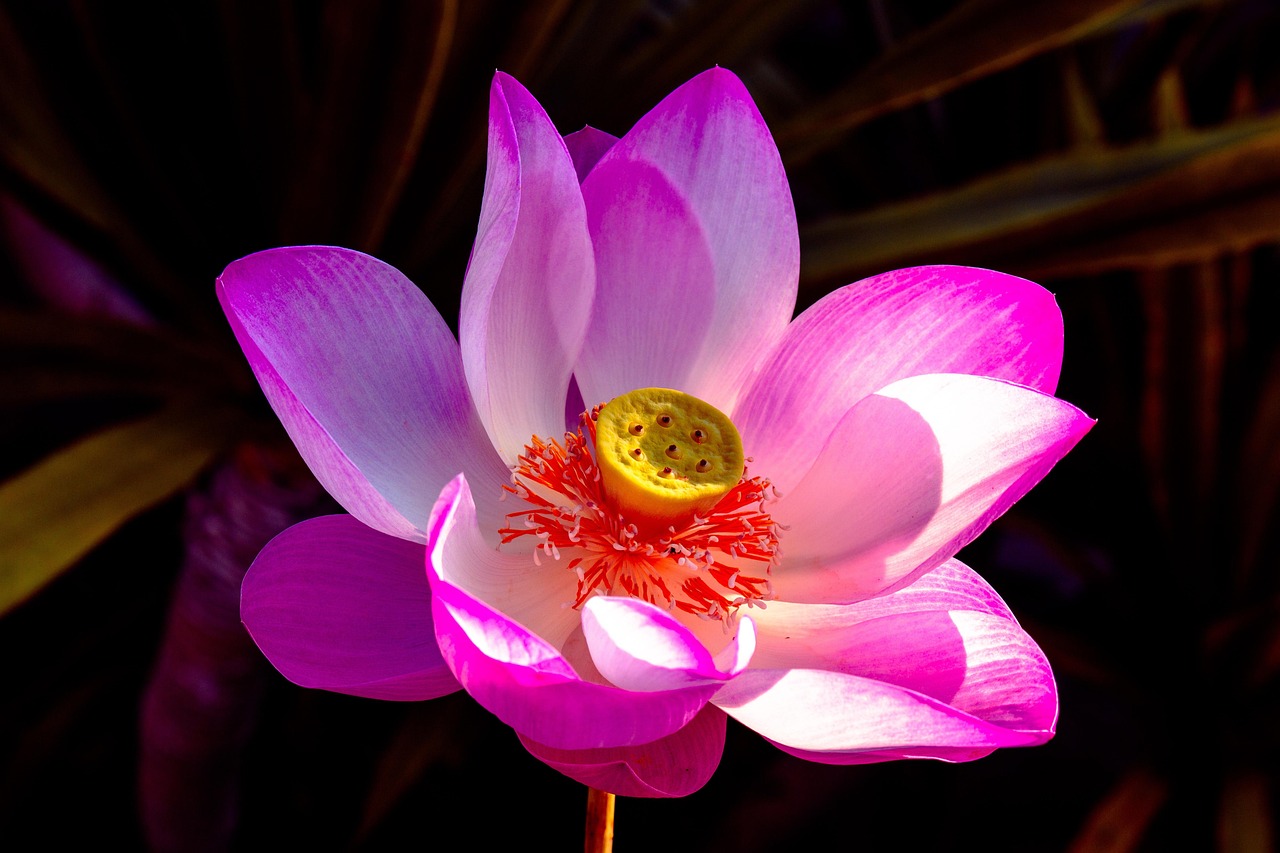 Lotus Flower Plant Free photo on Pixabay Pixabay