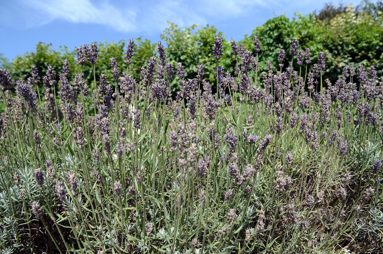 Lavender Lawn Flora Free Photo On Pixabay Pixabay lavender-lawn-flora-free-photo-on-pixabay-pixabay