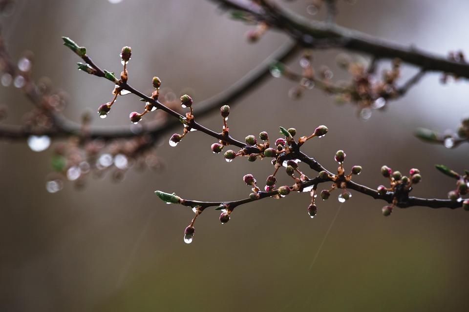 Cherry Con Rama Cherry Plum Rama Gotas - Foto gratis en Pixabay