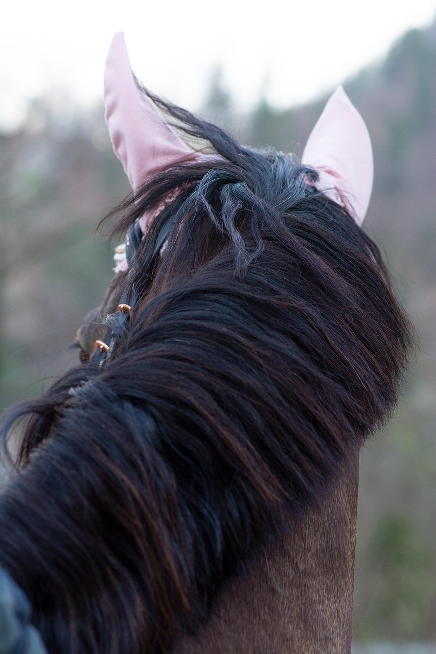 Horse Pony Riding Free photo on Pixabay Pixabay