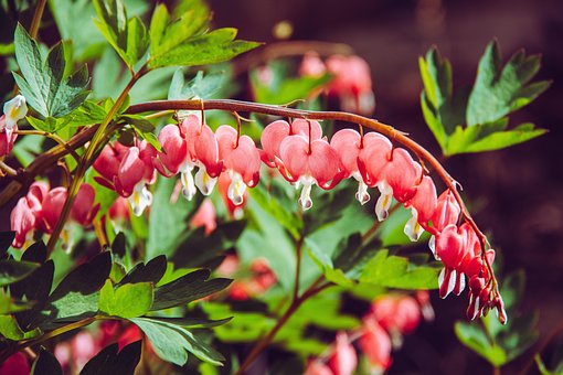 Free Bleeding Heart Flowers photo and picture