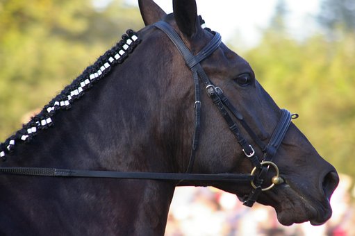 Free Horse Bridle photo and picture