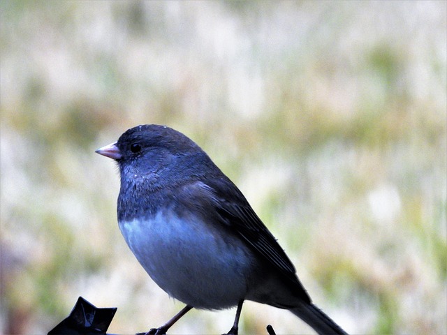 Free Indigo Bunting photo and picture