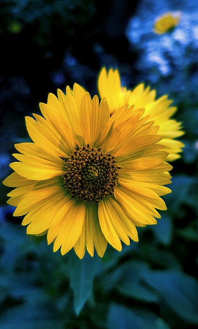 Blume, Blütenblätter, Staubblatt