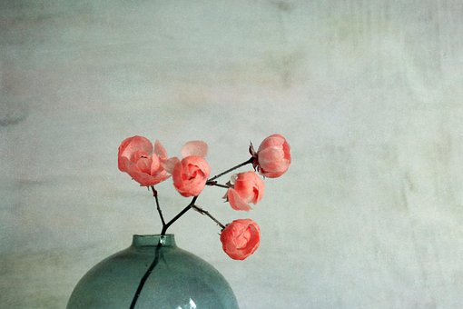 Free Still Life Roses photo and picture