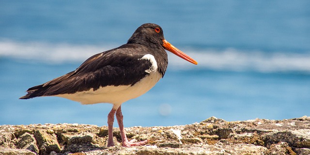 Ostraceiro, Pássaro, Mar, Mundo Animal