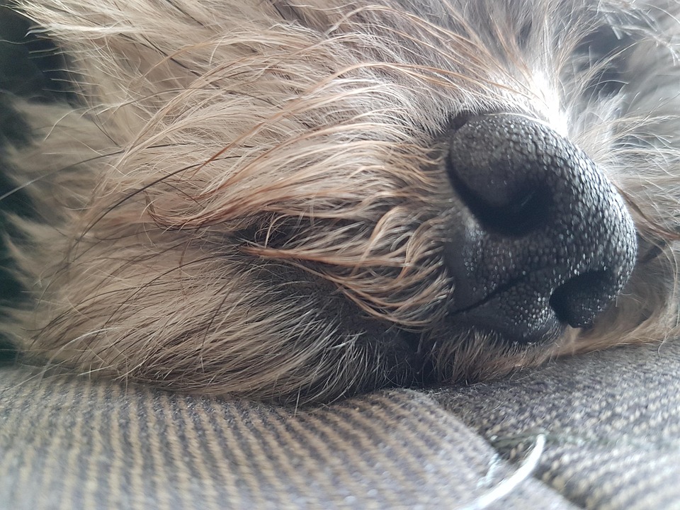 Dog Relax Sleep Free photo on Pixabay Pixabay