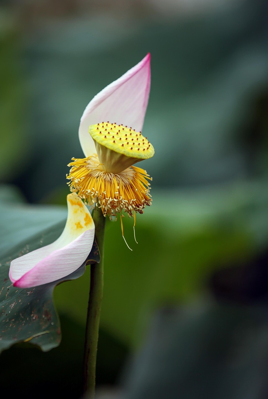 Lotus Flower Seed Pod - Free photo on Pixabay - Pixabay
