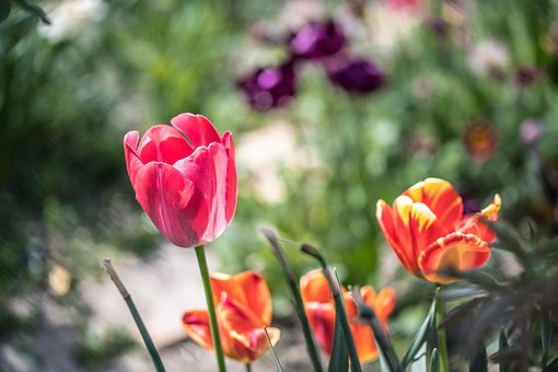 Tulpen, Tulp, Bloemen, Tuin, Bloem