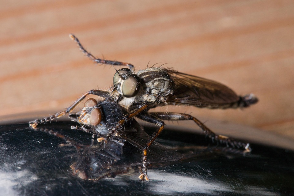 Mosca Predatora Mosca Predadora Inseto Morte - Foto gratuita no Pixabay - Pixabay