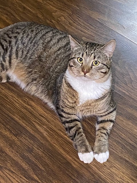 Free Cat Feline photo and picture