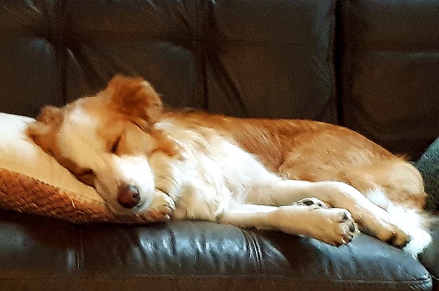 Free Dog Pet photo and picture